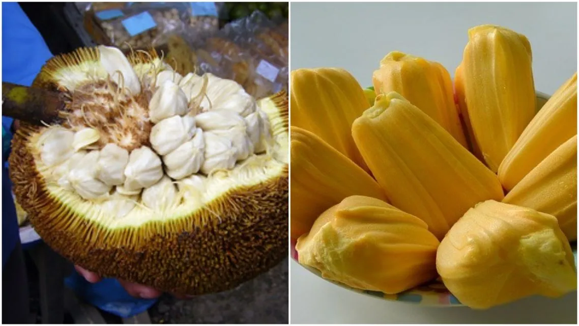 Kenali Bedanya Buah Cempedak dan Buah Nangka. Biar Nggak Salah Lagi, Coba Deh Raba Kulitnya 7