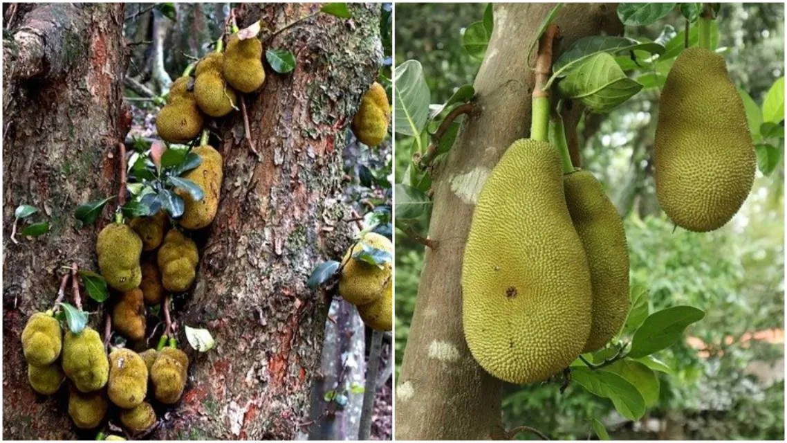 Kenali Bedanya Buah Cempedak dan Buah Nangka. Biar Nggak Salah Lagi, Coba Deh Raba Kulitnya 6