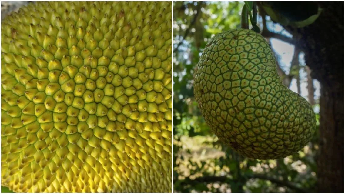 Kenali Bedanya Buah Cempedak dan Buah Nangka. Biar Nggak Salah Lagi, Coba Deh Raba Kulitnya 9