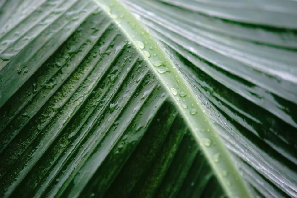 6 Manfaat Daun Pisang yang Jarang Diketahui Orang, Nggak Cuma Jadi Pembungkus Makanan! 12