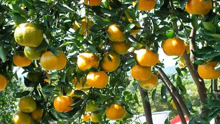 10 Destinasi Wisata Petik Buah Menarik Buat Mereka Para Pecinta Buah-buahan. Bisa Bawa Pulang Buahnya lo 11