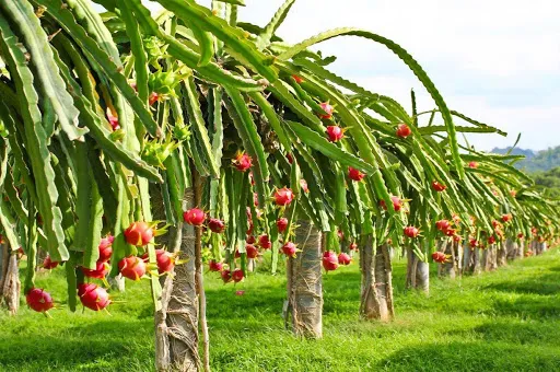 10 Destinasi Wisata Petik Buah Menarik Buat Mereka Para Pecinta Buah-buahan. Bisa Bawa Pulang Buahnya lo 20