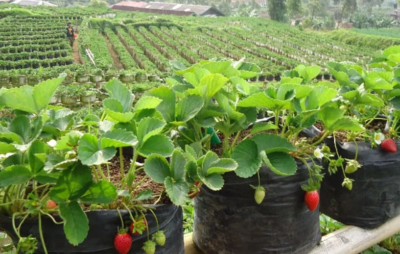 10 Destinasi Wisata Petik Buah Menarik Buat Mereka Para Pecinta Buah-buahan. Bisa Bawa Pulang Buahnya lo 13