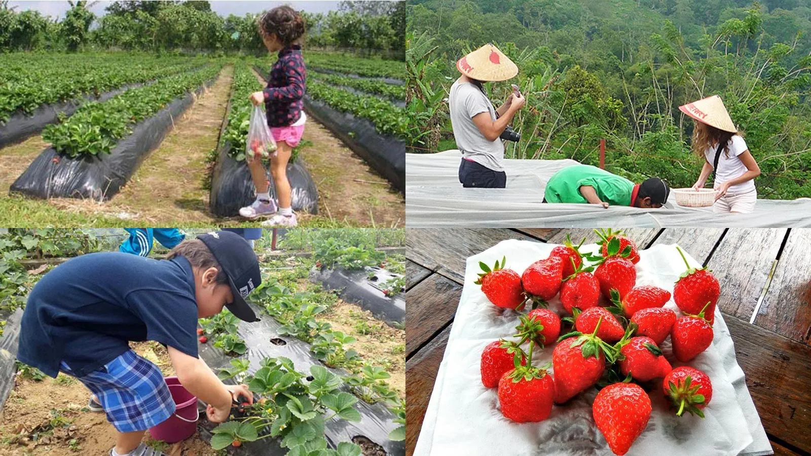 10 Destinasi Wisata Petik Buah Menarik Buat Mereka Para Pecinta Buah-buahan. Bisa Bawa Pulang Buahnya lo 14