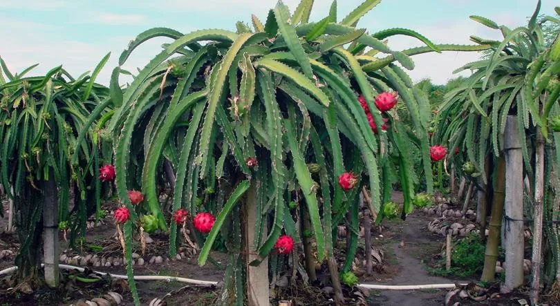 10 Destinasi Wisata Petik Buah Menarik Buat Mereka Para Pecinta Buah-buahan. Bisa Bawa Pulang Buahnya lo 16
