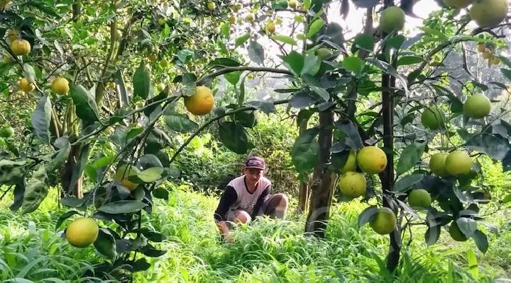 10 Destinasi Wisata Petik Buah Menarik Buat Mereka Para Pecinta Buah-buahan. Bisa Bawa Pulang Buahnya lo 17
