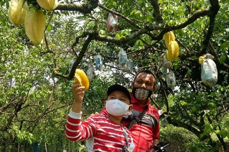 10 Destinasi Wisata Petik Buah Menarik Buat Mereka Para Pecinta Buah-buahan. Bisa Bawa Pulang Buahnya lo 19