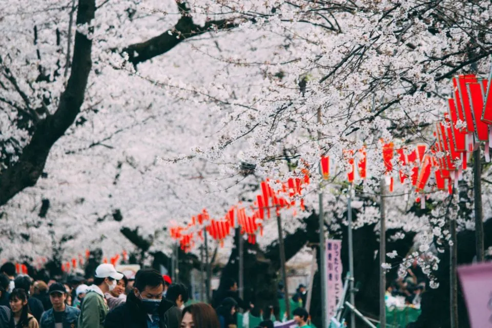 Serba-Serbi Festival Hanami, Tradisi Melihat Bunga Sakura yang Dilakukan oleh Orang Jepang! 6