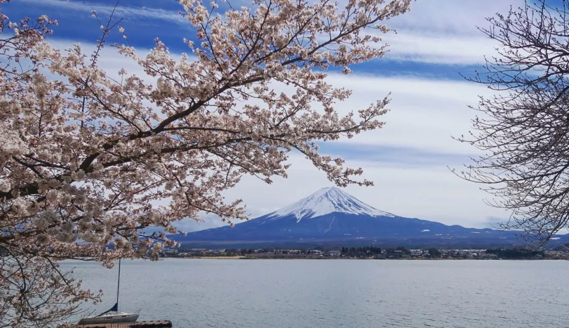 Serba-Serbi Festival Hanami, Tradisi Melihat Bunga Sakura yang Dilakukan oleh Orang Jepang! 5
