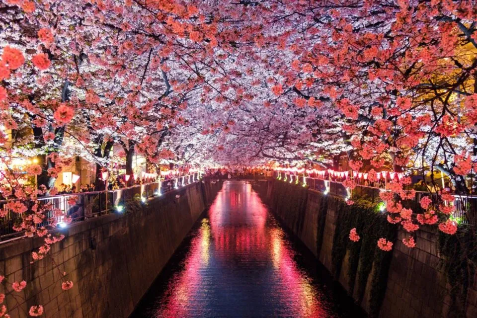 Serba-Serbi Festival Hanami, Tradisi Melihat Bunga Sakura yang Dilakukan oleh Orang Jepang! 7
