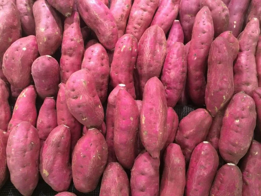 Daftar 11 Pewarna Makanan Alami yang Efektif, Agar Hasil Masakanmu Lebih Memikat dan Sehat 13 Pewarna alami ubi ungu