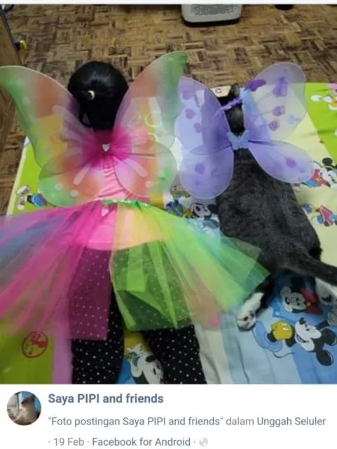 Viral Warganet Beli Kucing agar Anaknya Nggak Main HP Terus, Ujung-ujungnya Malah Main Gadget Bareng 15