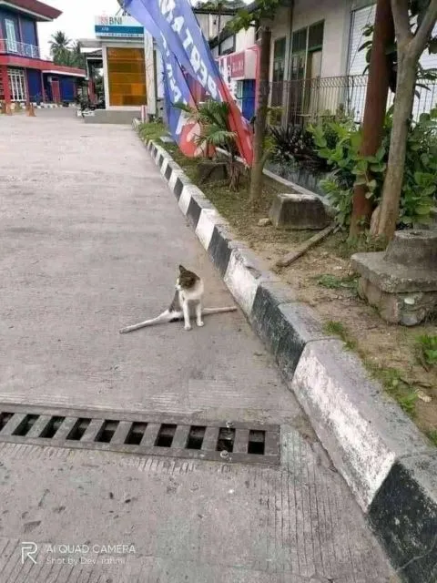 Mulai Dari Kayang Sampai Roll Depan, Beginilah Kelakuan Kucing Kalau Banyak Tingkah 22