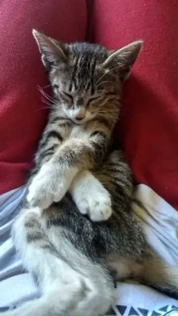 Mulai Dari Kayang Sampai Roll Depan, Beginilah Kelakuan Kucing Kalau Banyak Tingkah 15