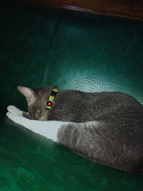 Mulai Dari Kayang Sampai Roll Depan, Beginilah Kelakuan Kucing Kalau Banyak Tingkah 19
