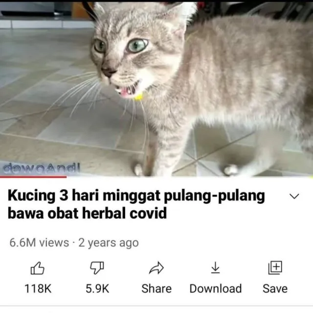 Masih Ingat Tentang Kucing yang Minggat 3 Hari Pulang Marah-Marah? Inilah Deretan Meme Kocaknya~ 15