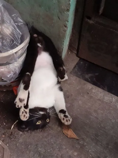 Mulai Dari Kayang Sampai Roll Depan, Beginilah Kelakuan Kucing Kalau Banyak Tingkah 16
