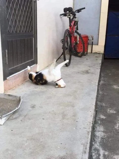 Mulai Dari Kayang Sampai Roll Depan, Beginilah Kelakuan Kucing Kalau Banyak Tingkah 13