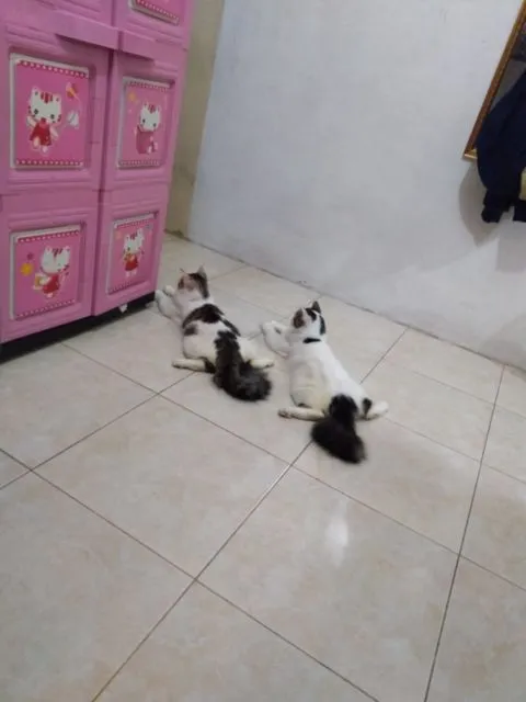 Mulai Dari Kayang Sampai Roll Depan, Beginilah Kelakuan Kucing Kalau Banyak Tingkah 21