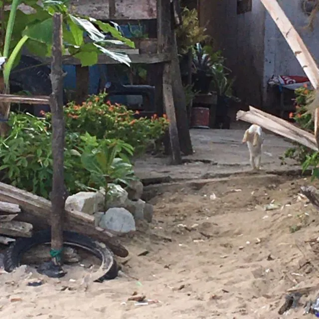 Mulai Dari Kayang Sampai Roll Depan, Beginilah Kelakuan Kucing Kalau Banyak Tingkah 20