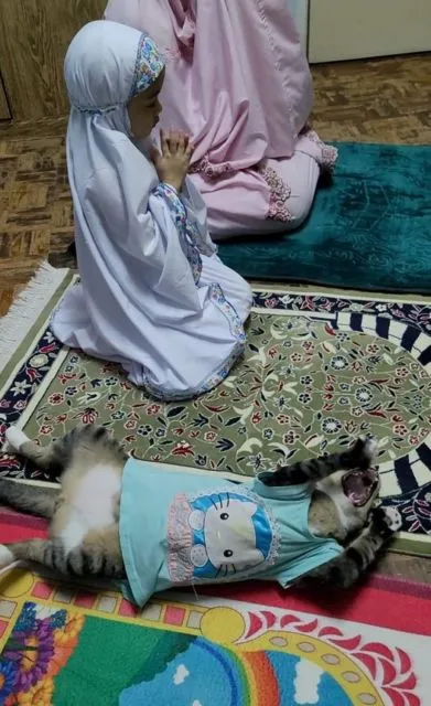 Viral Warganet Beli Kucing agar Anaknya Nggak Main HP Terus, Ujung-ujungnya Malah Main Gadget Bareng 21