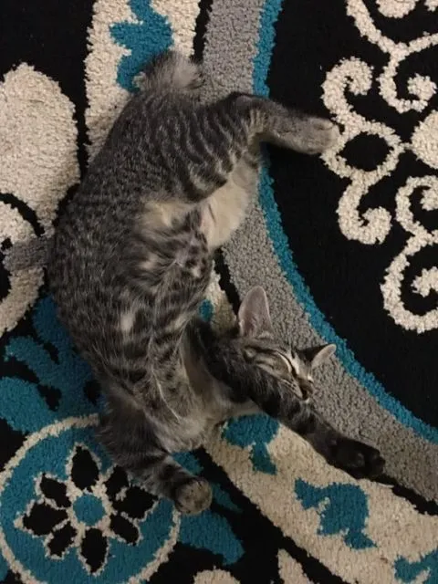 Mulai Dari Kayang Sampai Roll Depan, Beginilah Kelakuan Kucing Kalau Banyak Tingkah 17