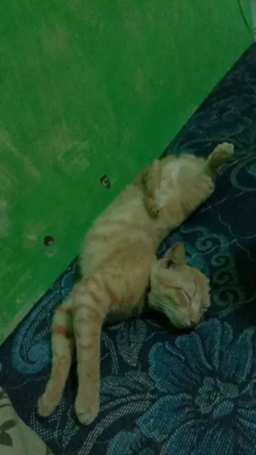 Mulai Dari Kayang Sampai Roll Depan, Beginilah Kelakuan Kucing Kalau Banyak Tingkah 14