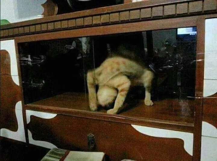 Mulai Dari Kayang Sampai Roll Depan, Beginilah Kelakuan Kucing Kalau Banyak Tingkah 12