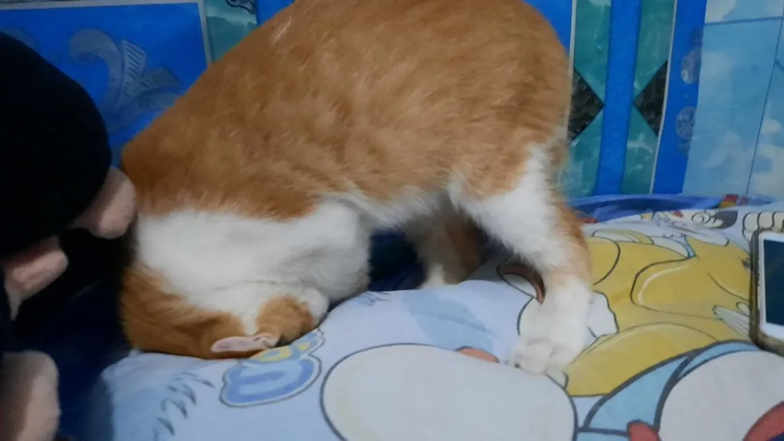 Mulai Dari Kayang Sampai Roll Depan, Beginilah Kelakuan Kucing Kalau Banyak Tingkah 18