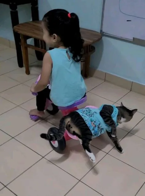 Viral Warganet Beli Kucing agar Anaknya Nggak Main HP Terus, Ujung-ujungnya Malah Main Gadget Bareng 17