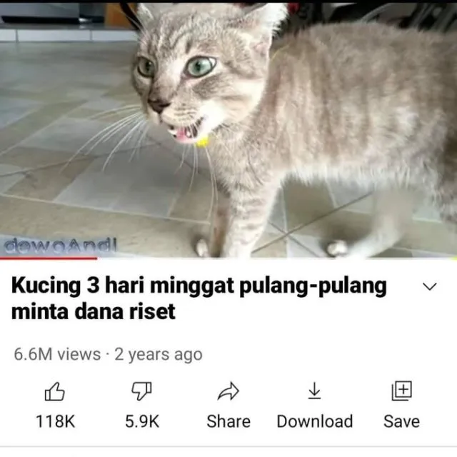 Masih Ingat Tentang Kucing yang Minggat 3 Hari Pulang Marah-Marah? Inilah Deretan Meme Kocaknya~ 16