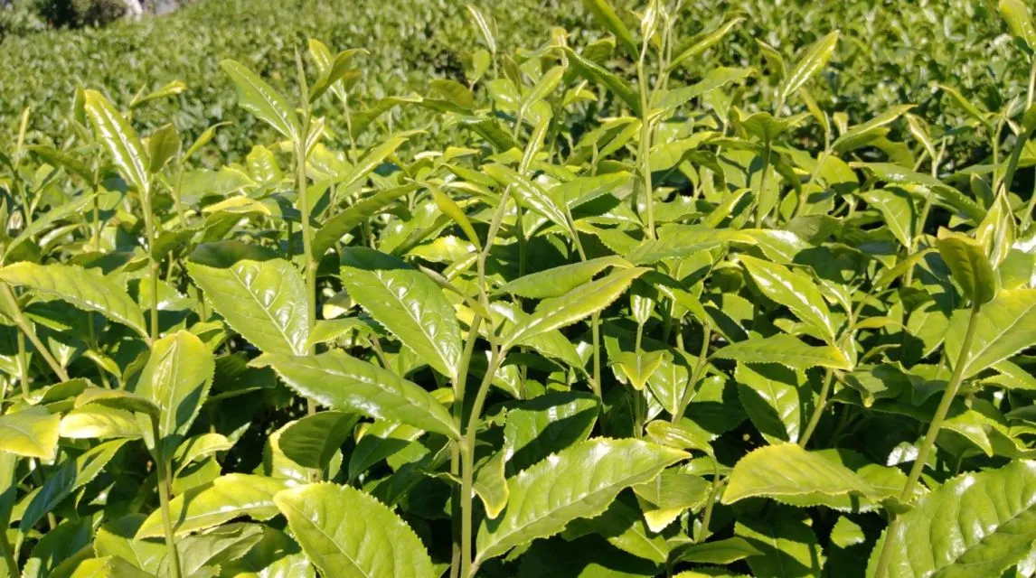 Asal-usul Es Teh Manis, Minuman Pelepas Dahaga Favorit Orang Indonesia. Ada Sejak Zaman Belanda 5