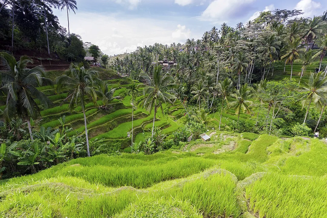 Mengenal Nilai Budaya dan Makna Filosofi Subak. Sistem Irigasi Tradisional di Tabanan Bali yang Sudah Diakui UNESCO 3
