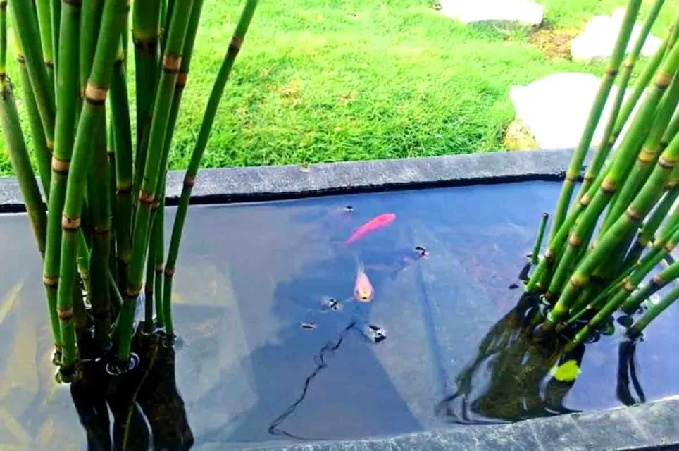 10 Tanaman Air Penghias Kolam Ikan, Juga Menjernihkannya dari Kotoran 16 Tanaman air kolam