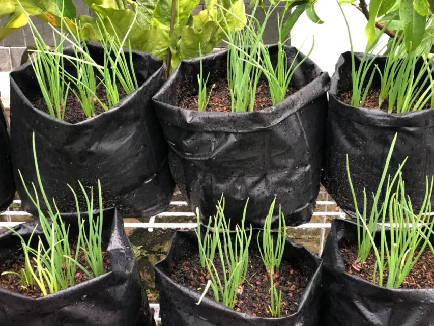 Cara Menanam Daun Bawang dengan Mudah, Pakai Sisa Bahan di Dapur Bisa! 8 Cara menanam daun bawang di polybag