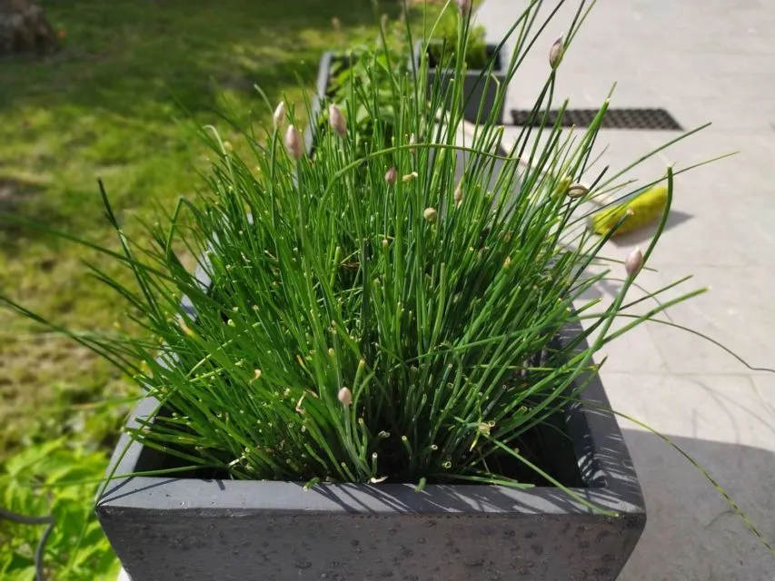 Cara Menanam Daun Bawang dengan Mudah, Pakai Sisa Bahan di Dapur Bisa! 12 Cara menanam kembali daun bawang