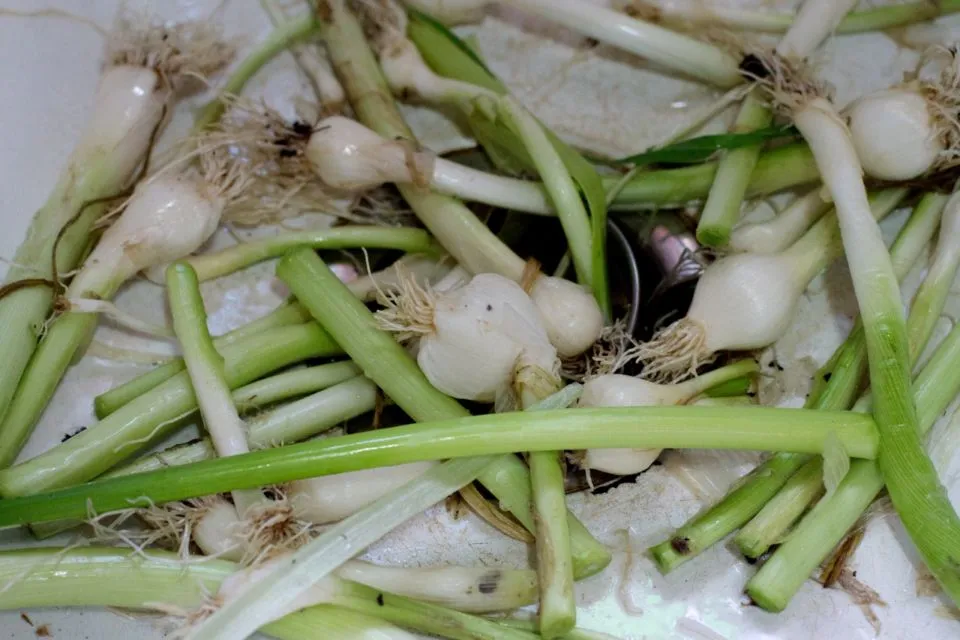 Cara Menanam Daun Bawang dengan Mudah, Pakai Sisa Bahan di Dapur Bisa! 9 Cara menanam daun bawang sisa dapur