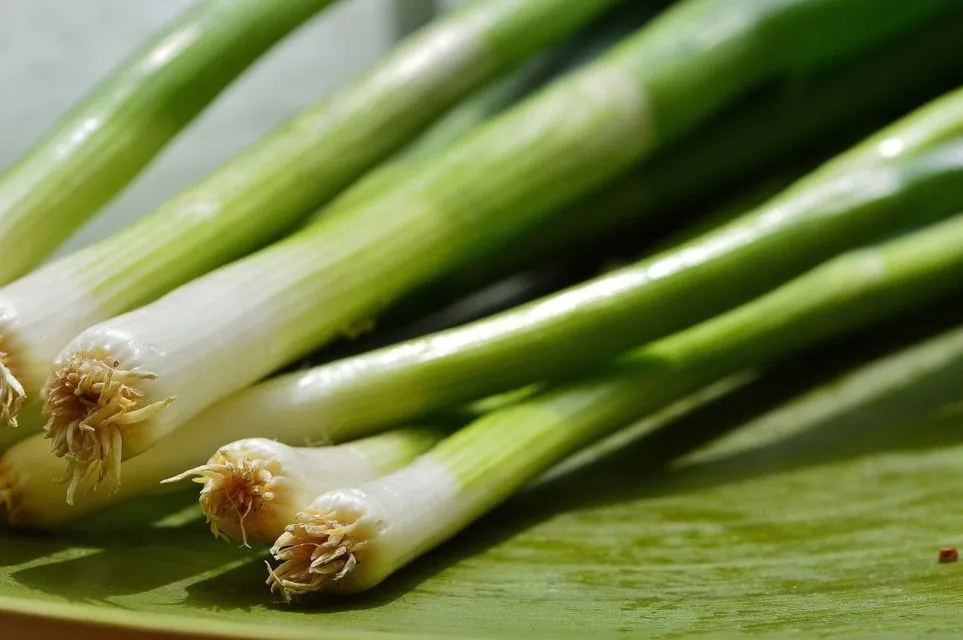Cara Menanam Daun Bawang dengan Mudah, Pakai Sisa Bahan di Dapur Bisa! 7 Cara menanam daun bawang