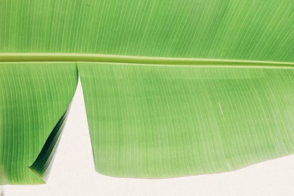 7 Cara Membersihkan Setrika yang Lengket Hingga Berkerak dengan Mudah 11 Cara membersihkan setrika dengan daun pisang