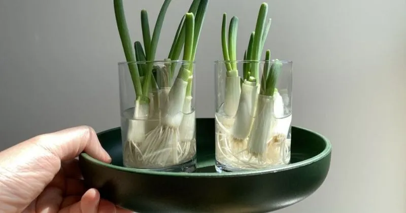 Cara Menanam Daun Bawang dengan Mudah, Pakai Sisa Bahan di Dapur Bisa!