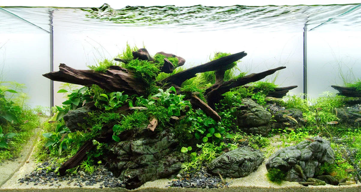 6+ Cara Buat Aquascape Simple Minimalis Tanpa CO2 8 cara membuat aquascape