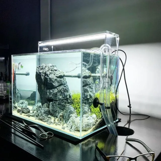 6+ Cara Buat Aquascape Simple Minimalis Tanpa CO2 13 cara membuat aquascape tanpa CO2