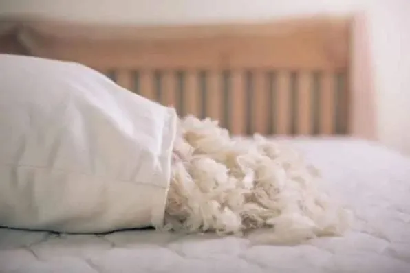 5 Cara Menghilangkan Noda di Bantal Bekas Ompol dan Iler. Bersih Tuntas! 10