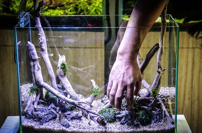 6+ Cara Buat Aquascape Simple Minimalis Tanpa CO2 11 cara membuat aquascape murah meriah