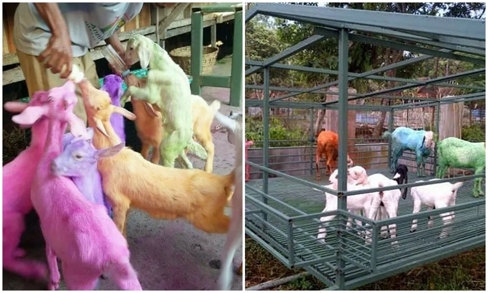 11 Potret Lucu Hewan Kurban yang Selalu Nongol Saat Iduladha. Tahun ini Ada yang Kocak Nggak? 20