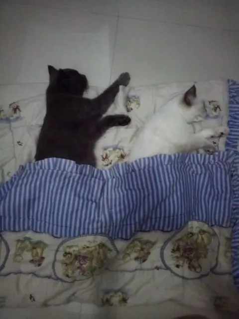 11 Potret Bapak Lebih Sayang sama Kucing daripada Anak Sendiri. Susah Kalau Udah Begini mah :D 18