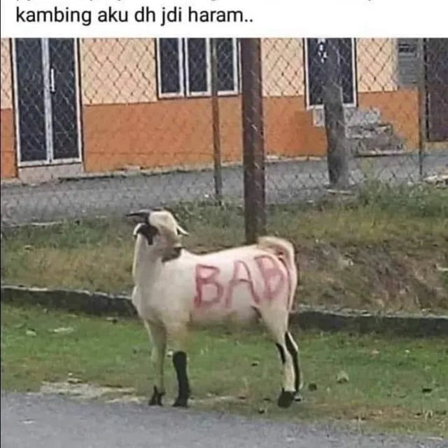11 Potret Lucu Hewan Kurban yang Selalu Nongol Saat Iduladha. Tahun ini Ada yang Kocak Nggak? 17