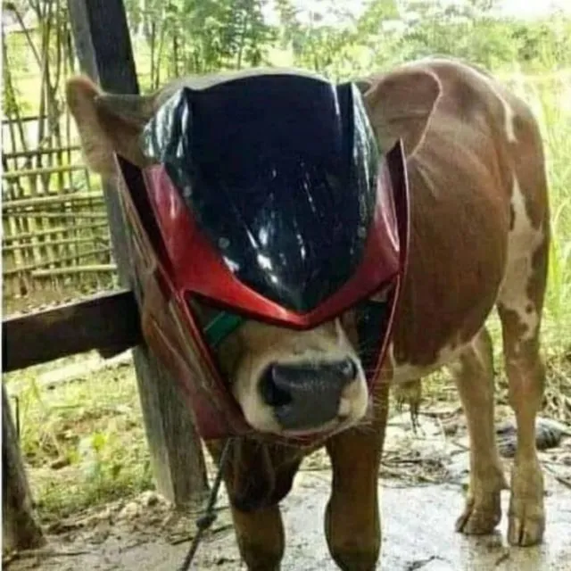 11 Potret Lucu Hewan Kurban yang Selalu Nongol Saat Iduladha. Tahun ini Ada yang Kocak Nggak? 14