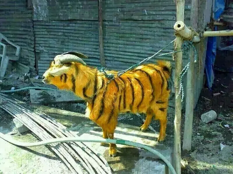 11 Potret Lucu Hewan Kurban yang Selalu Nongol Saat Iduladha. Tahun ini Ada yang Kocak Nggak? 16