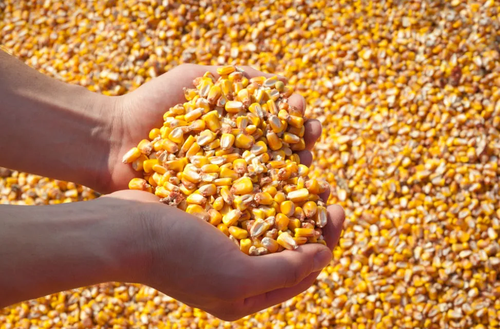 7 Cara Menanam Jagung Manis di Halaman Belakang Rumah. Panennya Mudah! 8